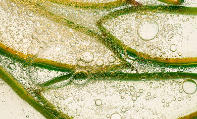 Tanning With Self-Tanner | Brown Bee Self-Tanner with Aloe Vera