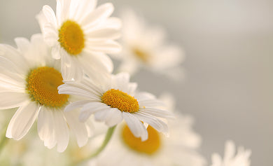 Tanning With Self-Tanner | Brown Bee Self-Tanner with Chamomile